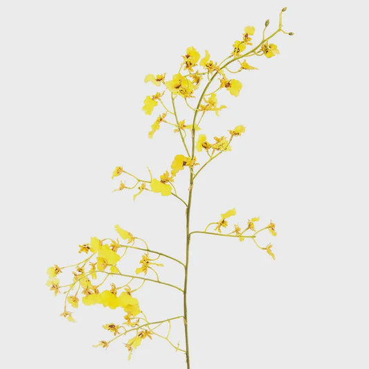 Yellow Orchid 93cm