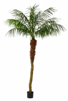 Phoenix Palm 2.4