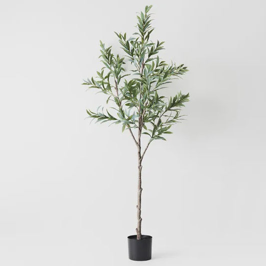 Olive Tree 150cm
