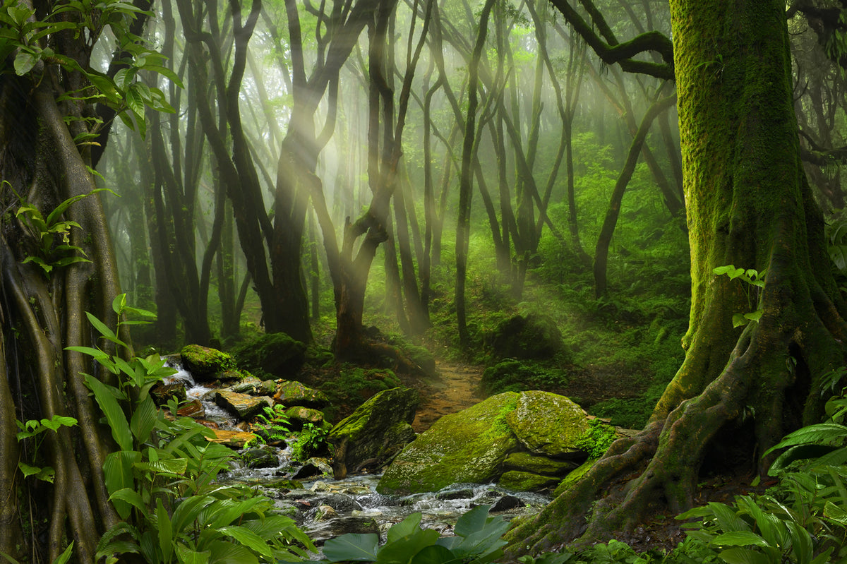 Verdure scent mood: lush green forest
